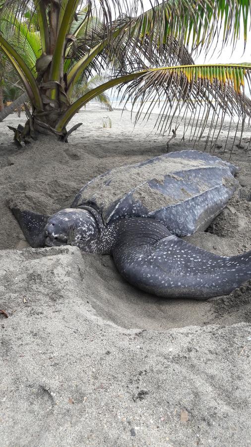 Playa Pikua Ecolodge Guachaca エクステリア 写真